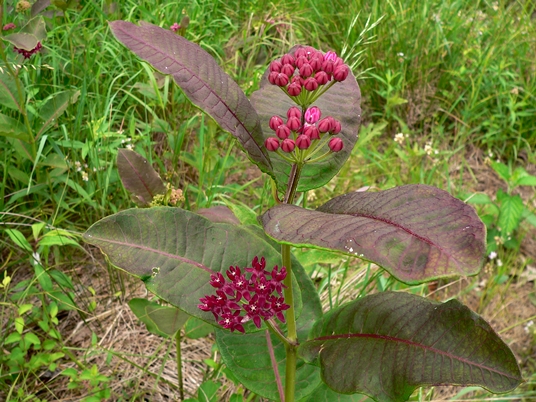{Asclepias purpurascens}